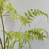 Plant Fern Green 146CM