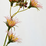 Flores Clematis Pink 61 cm