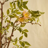 Flores Clematis Pink 109 cm