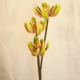 Flores Succulent PNK/GRN 84CM