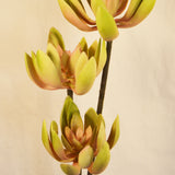 Flores Succulent PNK/GRN 84CM