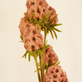 Flores Scabiosa Pink 80 cm